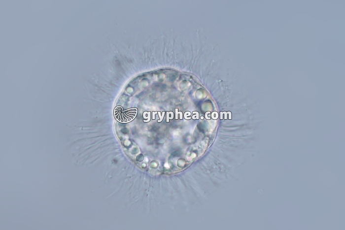 Moule (Mytilus edulis) - larve trochophore x80 - gryphea.org